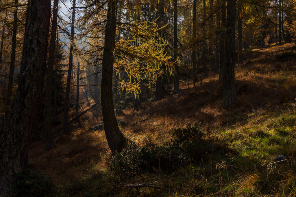 Lagorai, Valle dei Mocheni, Autunno © Alexander La Gumina