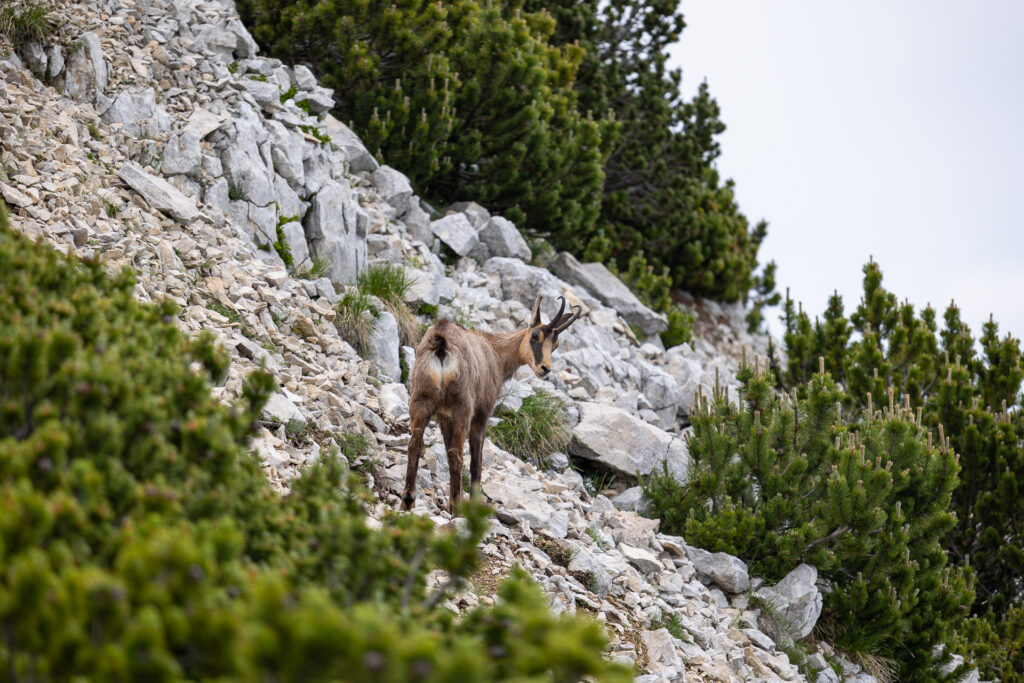 Camoscio, Punta Telegrafo, Monte Baldo © Alexander La Gumina