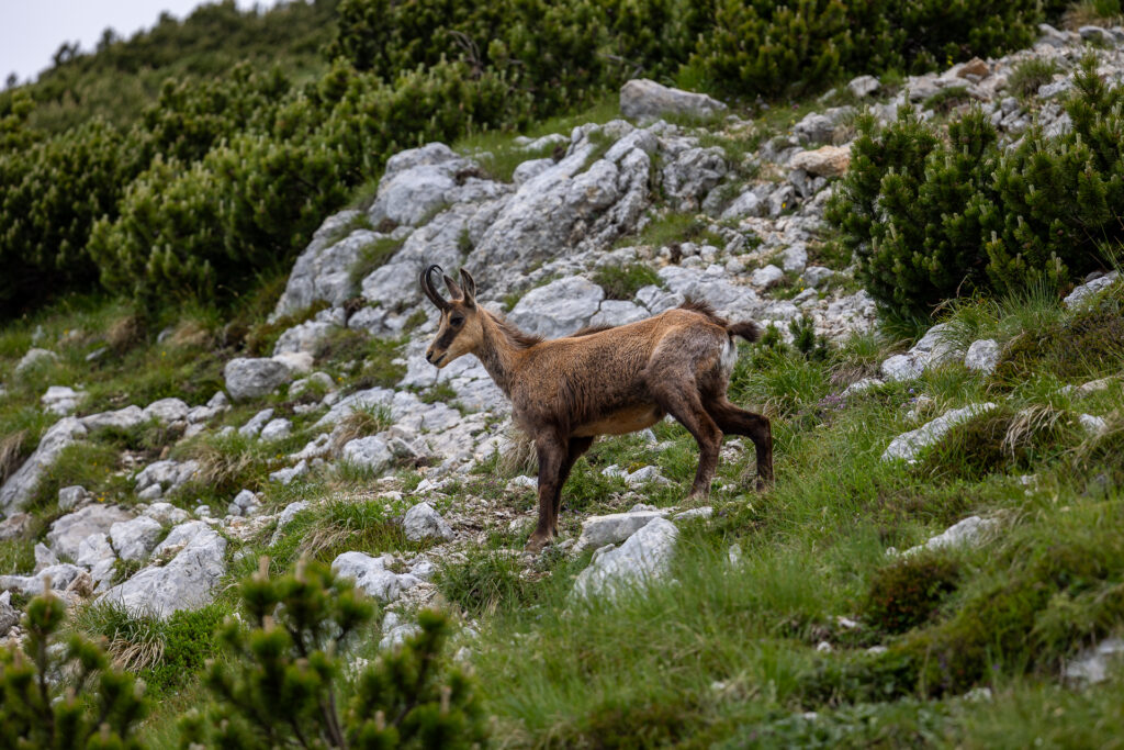 Camoscio, Punta Telegrafo, Monte Baldo © Alexander La Gumina