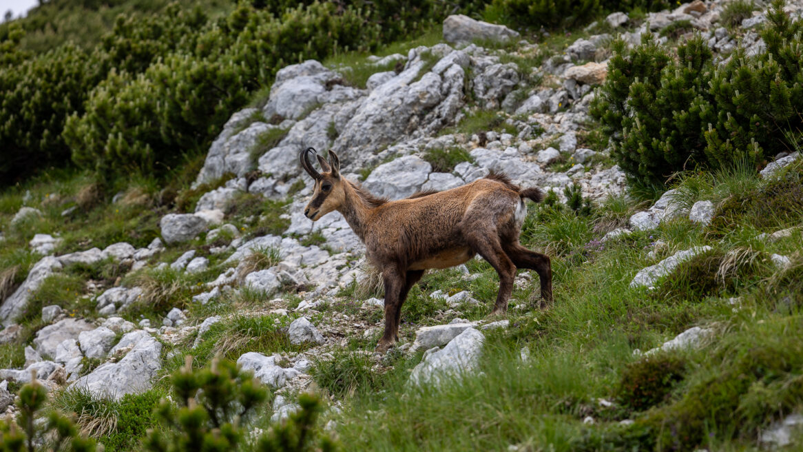 Camoscio, Punta Telegrafo, Monte Baldo © Alexander La Gumina