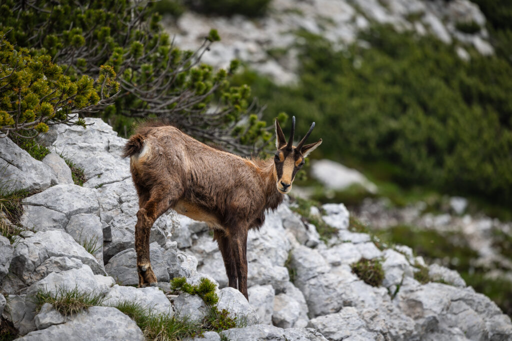 Camoscio, Punta Telegrafo, Monte Baldo © Alexander La Gumina