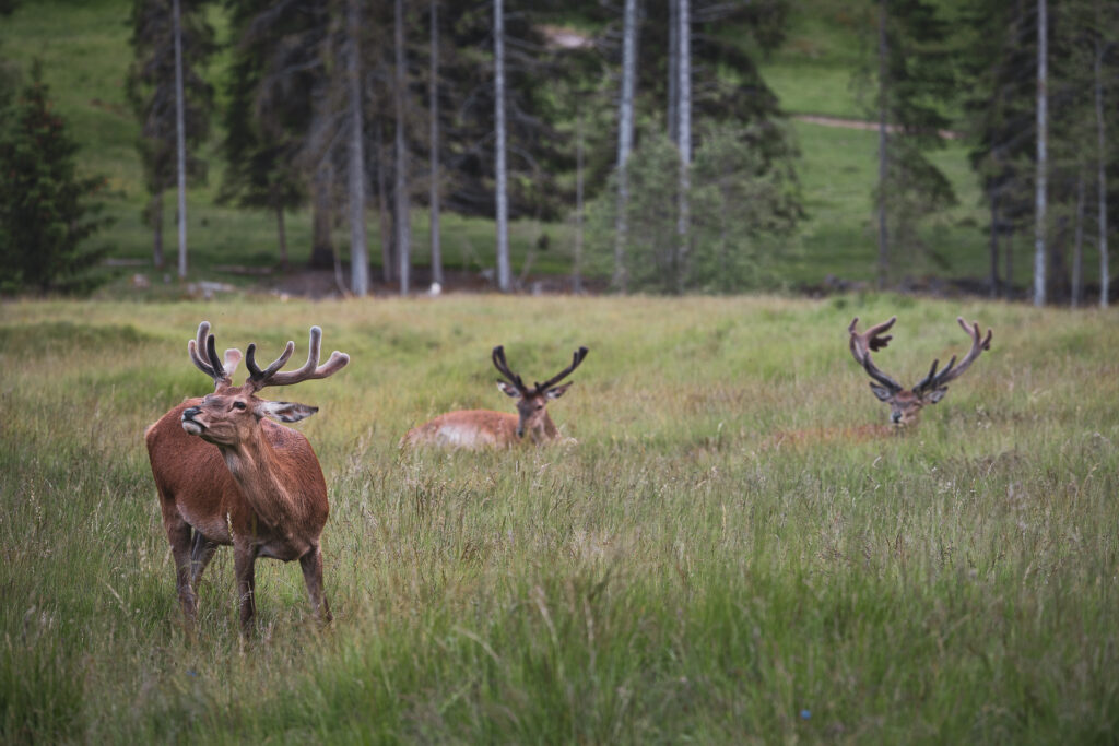 Cervi, Parco Naturale di Paneveggio, Trentino © Alexander La Gumina