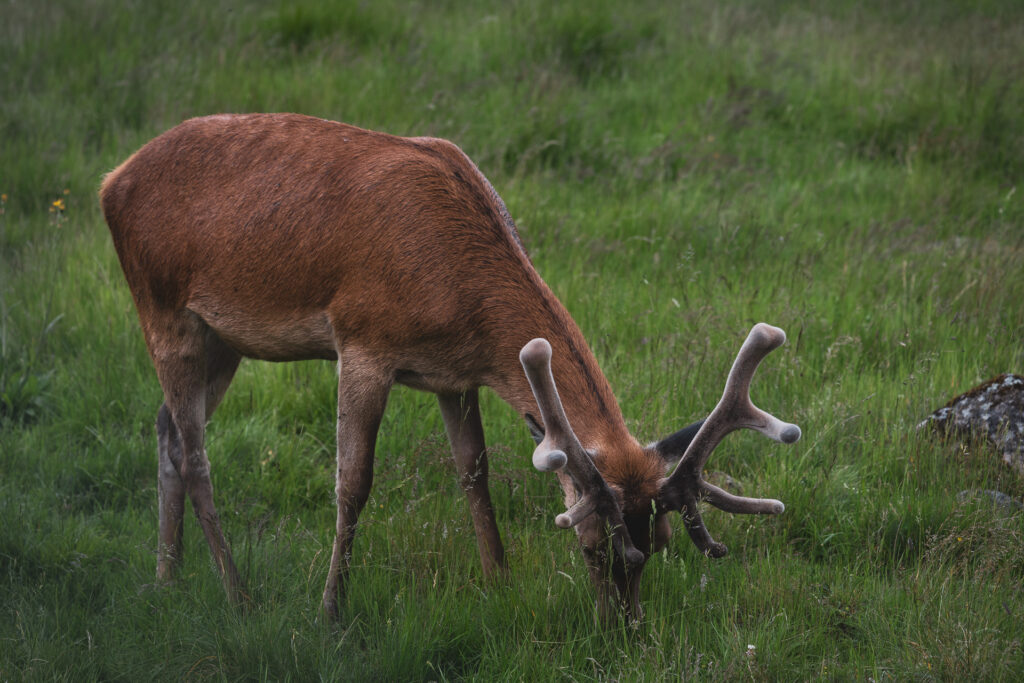 Cervo, Parco Naturale di Paneveggio, Trentino © Alexander La Gumina