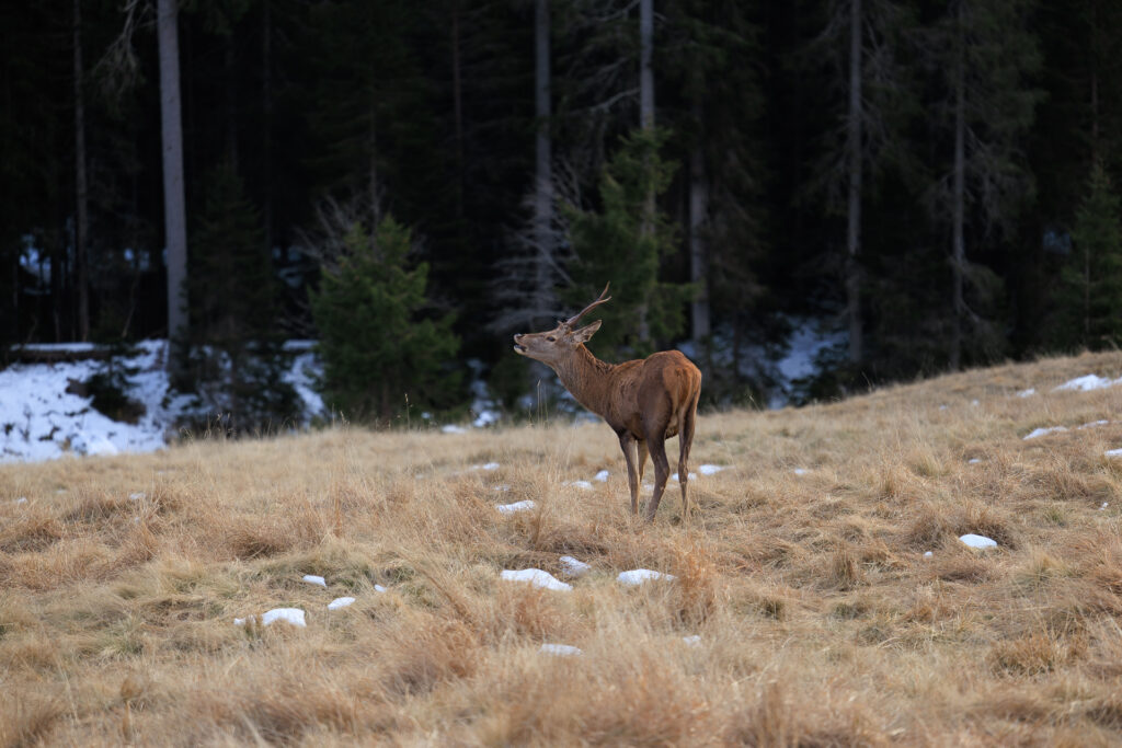 Cervo, Parco Naturale di Paneveggio, Trentino © Alexander La Gumina