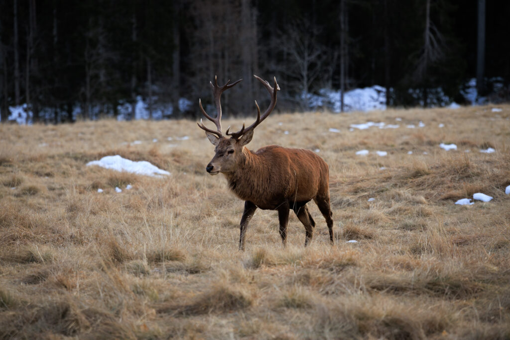 Cervo, Parco Naturale di Paneveggio, Trentino © Alexander La Gumina