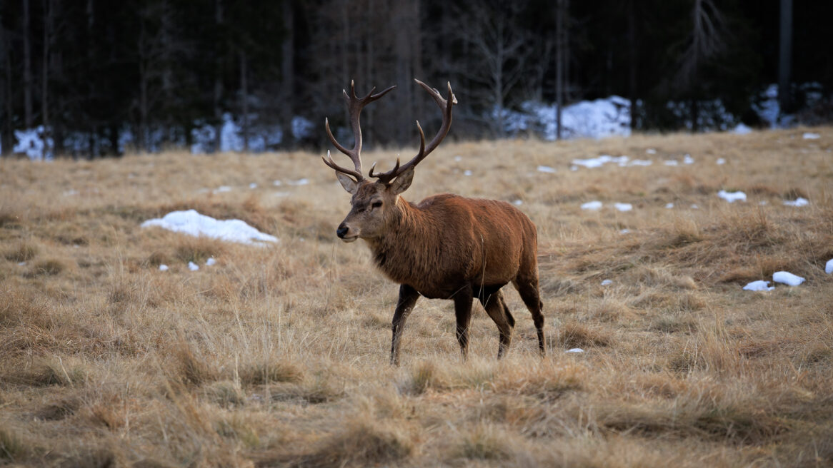 Cervo, Parco Naturale di Paneveggio, Trentino © Alexander La Gumina