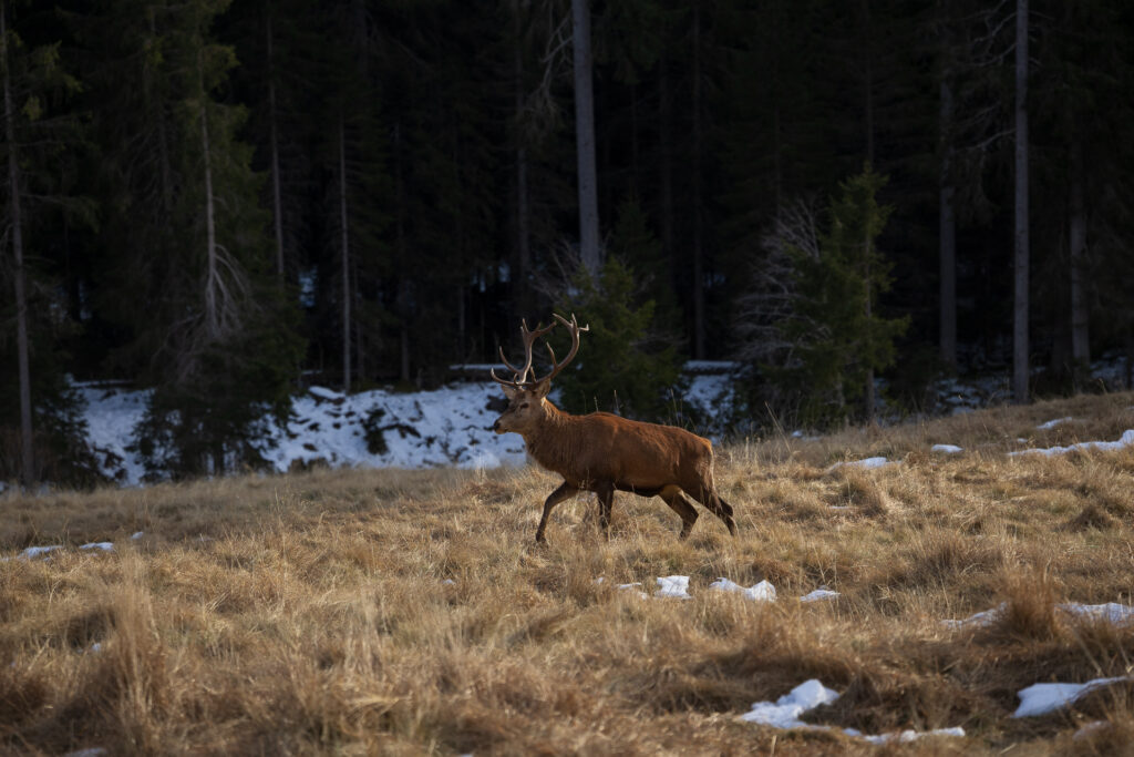 Cervo, Parco Naturale di Paneveggio, Trentino © Alexander La Gumina