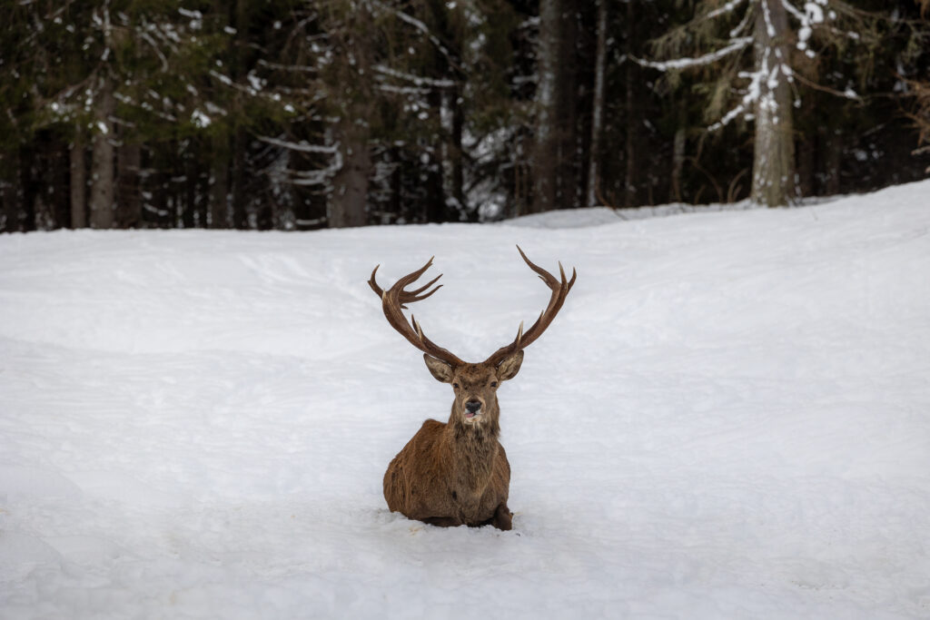 Cervo, Parco Naturale di Paneveggio, Trentino © Alexander La Gumina